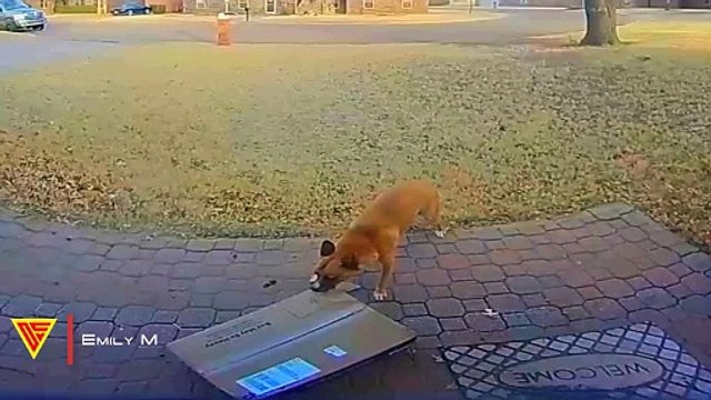 Pooch Pirate Dog Steals Neighbor's Chewy Box Caught on Vivint Doorbell | Doorbell Camera Video
