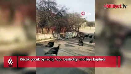 Küçük çocuğun hindilerle mücadelesi tebessüm ettirdi