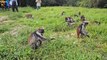 Person Visits Famous Monkey Forest in Zanzibar, Tanzania