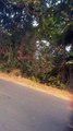 Giant forest Elephant on a truck in Dhenkanal, India