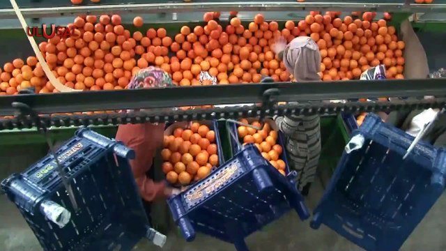 Batı Akdeniz'in İhracatı 2,6 Milyar Doları Aştı! İlk Sırada Çin Var