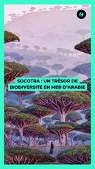  Socotra : Un Trésor de Biodiversité en mer d’arabie 