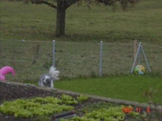 hommage kiss par titi