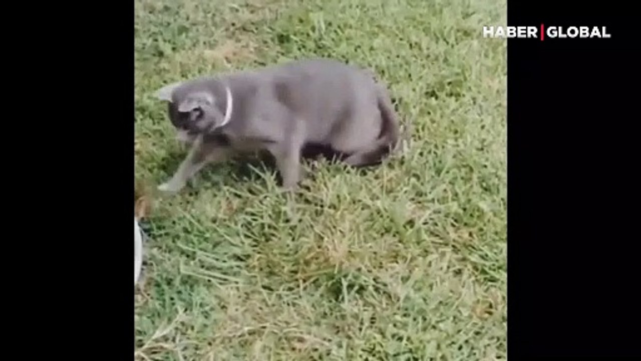 Minik hayvan kediyi zekasıyla alt etti... Kedi avantajını kaybetti!