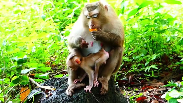 Oh My Heart!, Rozy Lifts Baby Rockstar With Head Downward (720p_25fps_H264-192kbit_AAC)