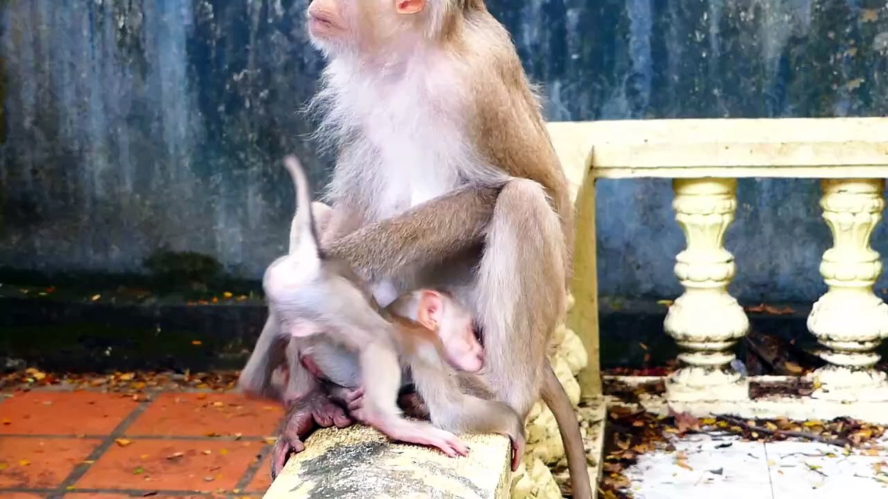 Oh my heart!, Seeing tiniest baby is warned by mother, feel very pitiful (720p_25fps_H264-192kbit_AAC)