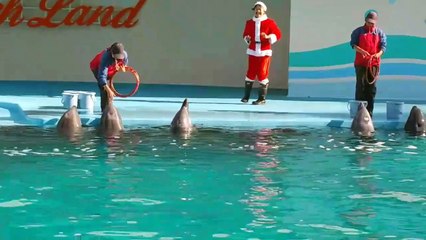 イルカショー③　南知多ビーチランド