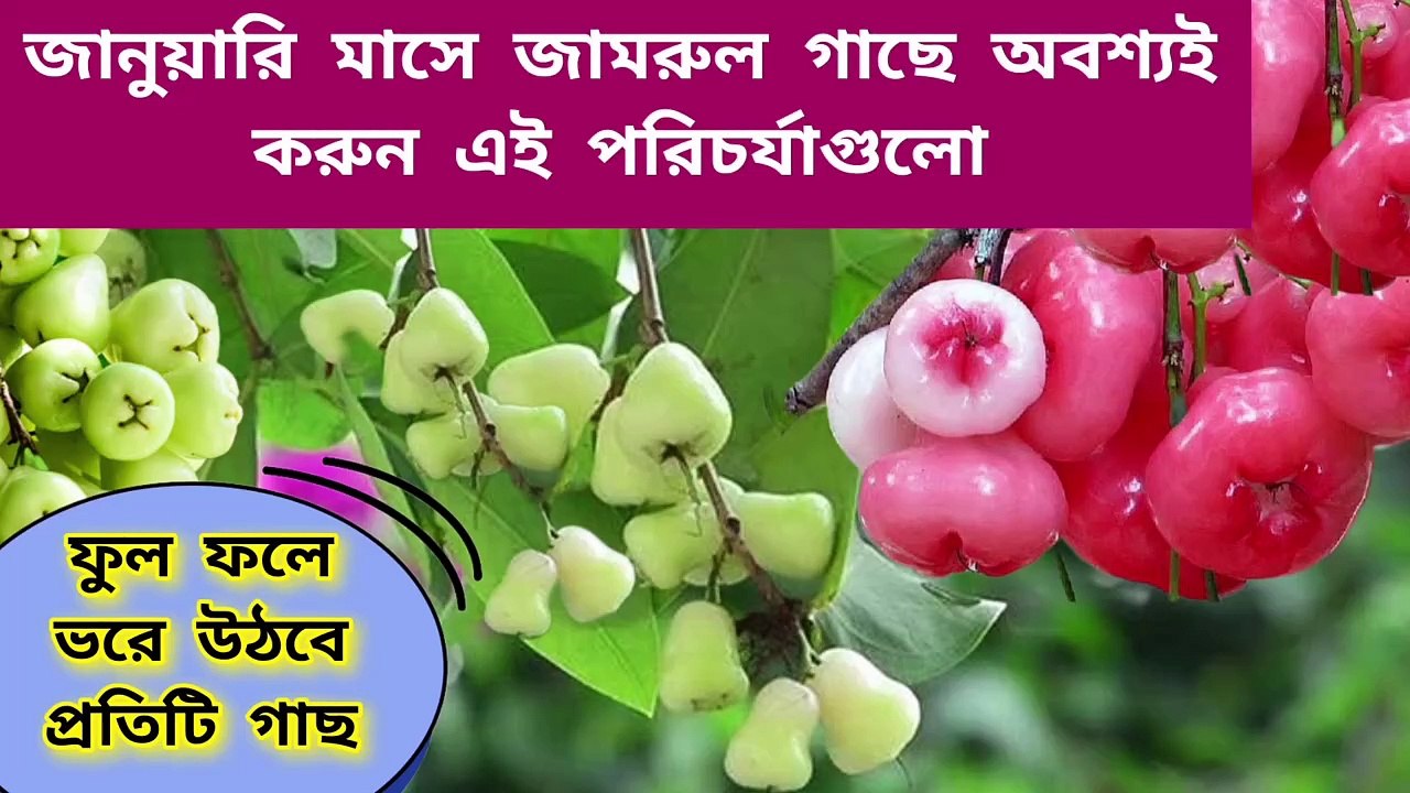 জানুয়ারি মাসে জামরুল গাছের আবশ্যিক পরিচর্যা ।। Water Apple Fruit Plant Care