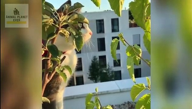 3. Cutest Animals in The world _ Supper funniest pets _ Animal Planet Ever