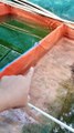 Begini RUMUS pembuatan kolam untuk segmen PEMBENIHAN ikan lele
