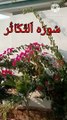 Surah Al Takasur | Al takasuer | Quran tilawat | quranic verses