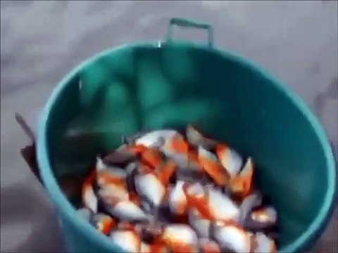 Une technique pour pecher des piranhas juste incroyable