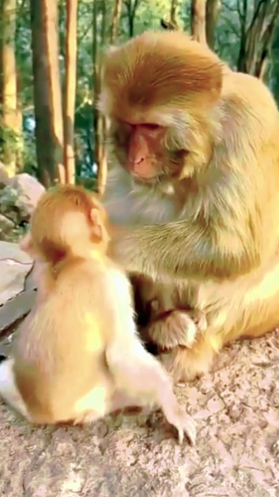 Funny Mankey, Mankey Short, Mankey Video, Bandar Video, Langoor Video, Animals Video #Animalsvideo#Mankeyvideo#Bandarvideo