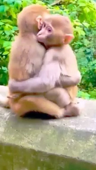Funny Baby Mankey, Viral Shorts, Viral Mankey Video, Animals, Shorts Animals, Trending Video, Viral Video #LangooarVideo#Mankeyvideo#Bandar#Animalsvideo