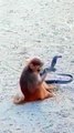 Mankey And Snake Fight, Mankey Video, Bandar Video, Langoor Video, New Video, Hindi Video,#Animals#Mankey