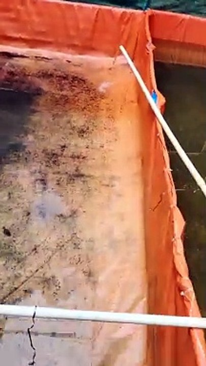 Tandon air sangat membantu dalam proses pergantian air kolam, larva lele tetap sehat