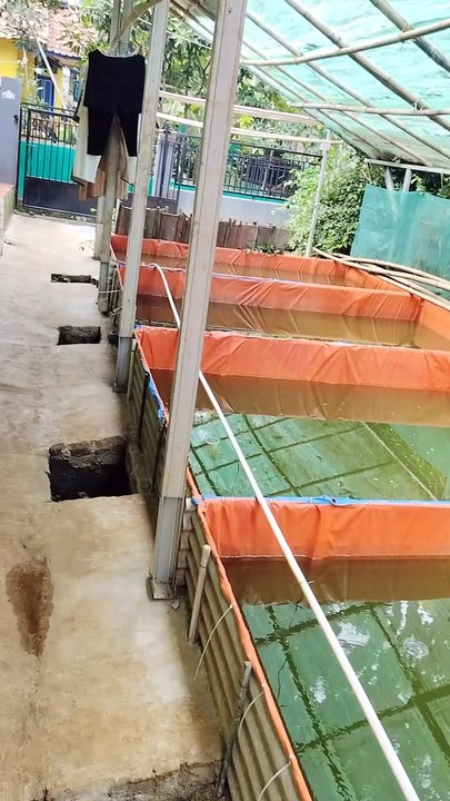 Umur 12 hari LARVA LELE masih Segede ini akibat CACING SUTERA langka