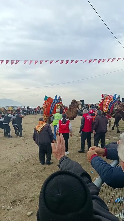 Deve Güreşleri Manisa