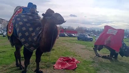 Aydın Deve Guresleri