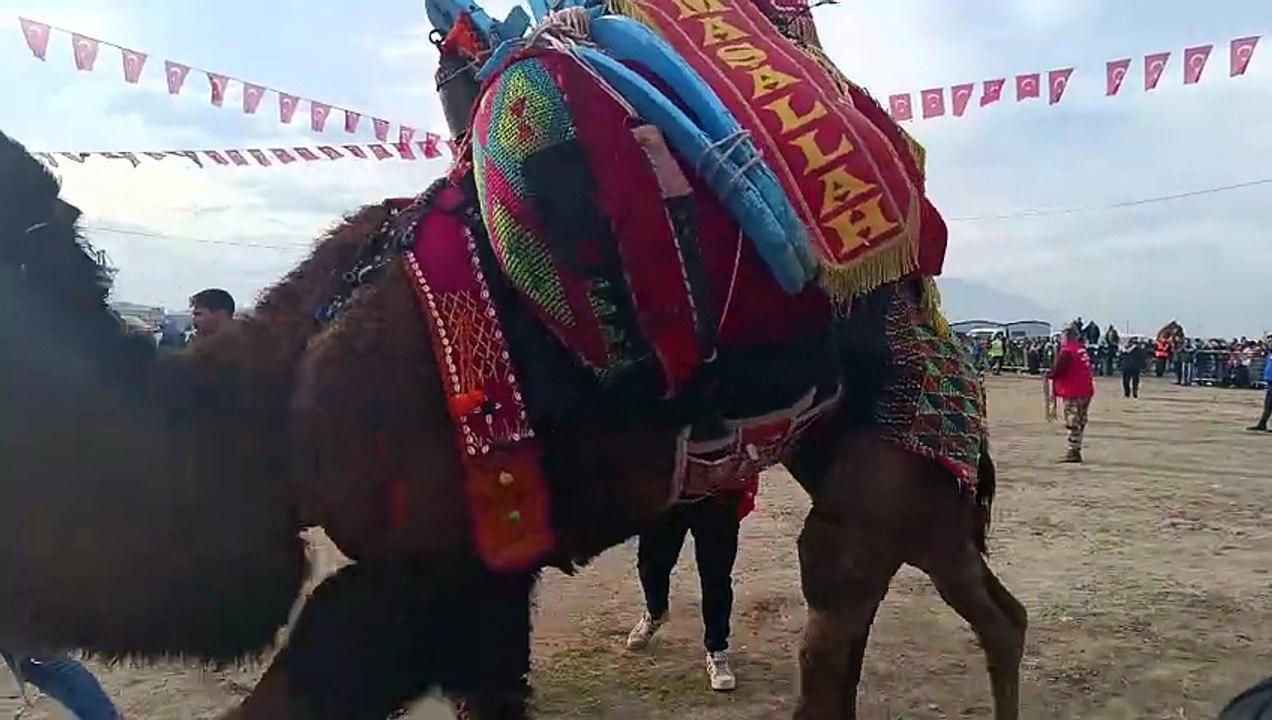 Camel Sports