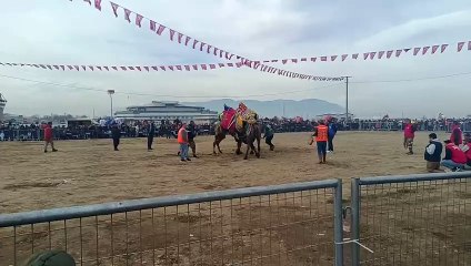 Deve Guresleri Turgutlu