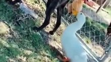 Funniest Cats and Dogs _ Funny Animal Videos #9