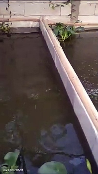 Ikan lele berenang lemas setelah dikasih makan itu WAJAR asal jangan sampai menggantung