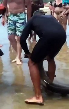 Guarda-vidas retiram do mar tubarão ameaçado de extinção em Laguna