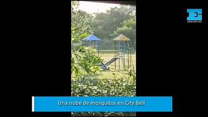 Nube de mosquitos en City Bell