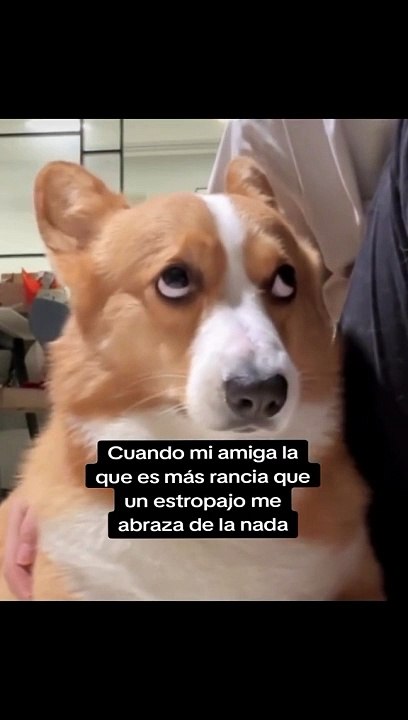 Perro