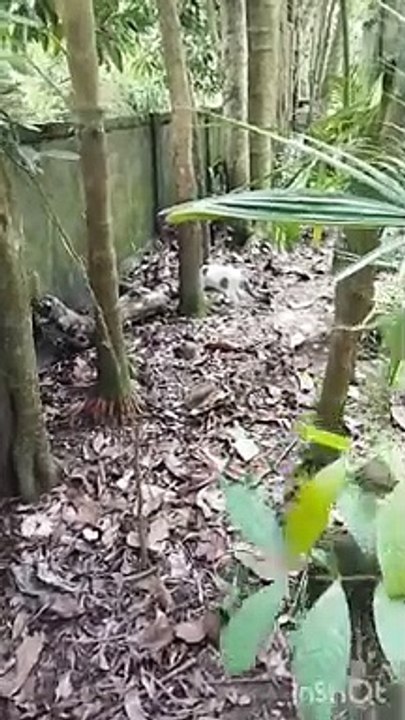 how can i improve IELTS Speaking module.#ielts #ieltsspeaking #tipsandtricks #shortsvideo #bd