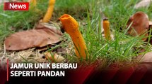 Viral! Temuan Jamur Langka Berbentuk Unik di Lamongan Berbau Seperti Pandan