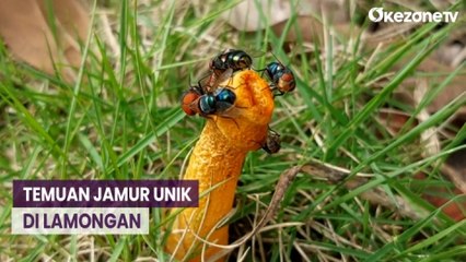 Viral! Temuan Jamur Langka dengan Bentuk Unik di Lamongan