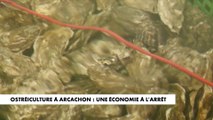 Ostréiculture à Arcachon : une économie à l'arrêt