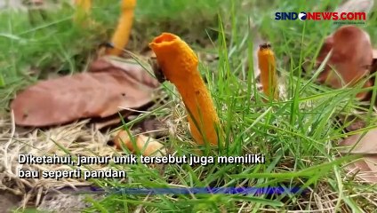Viral! Ada Jamur Unik di Lamongan, Baunya Seperti Pandan