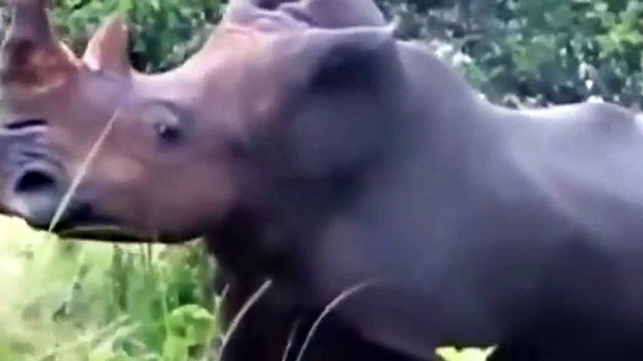 A RHINO CRASHED A JEEP