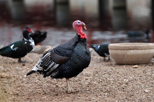 Kayseri Büyükşehir Belediyesi Hayvanat Bahçesi 450 bin kişiye ev sahipliği yaptı