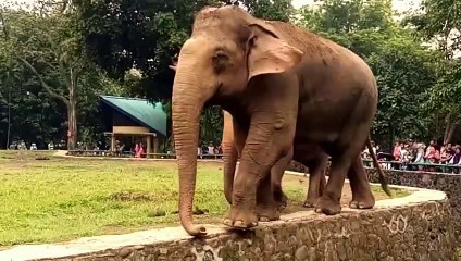 CUTE WAGGING ELEPHANT