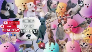 4. Funny Animal Videos Cuttiest Animal Videos funny  cute