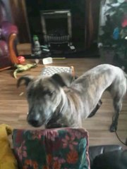 dog jumping