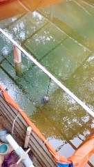 Begini cara saya memberikan pakan PASTA untuk larva lele