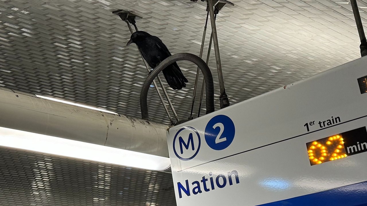 « Je lui apporte à manger tous les jours» : une corneille coincée à la station Ménilmontant depuis deux mois