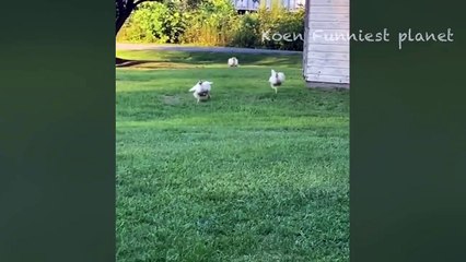 Funny Dogs And Cats Videos 2024  - Best Funniest Animal Videos Of The week #1