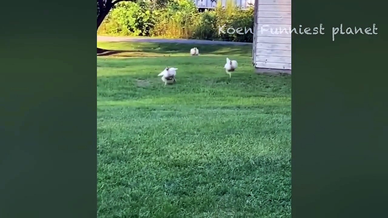 Funny Dogs And Cats Videos 2024  - Best Funniest Animal Videos Of The week #1