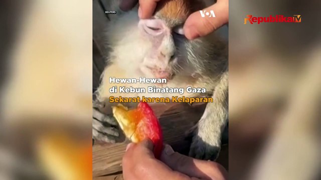 Hewan-Hewan Kebun Binatang Gaza Kelaparan