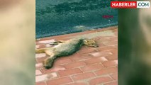 İnegöl'de Kaldırımda Ölü Tilki Bulundu
