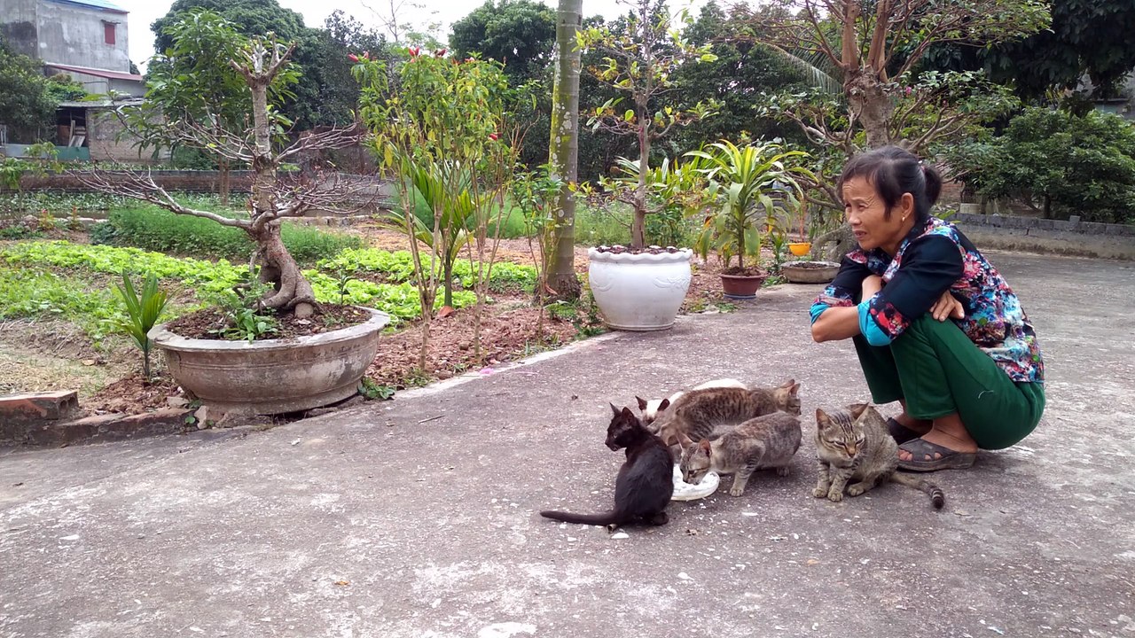 video cat cute