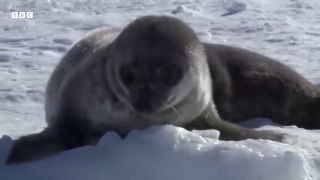 Two-Week-Old Seal Learns to Swim - Animal Super Parents - BBC Earth