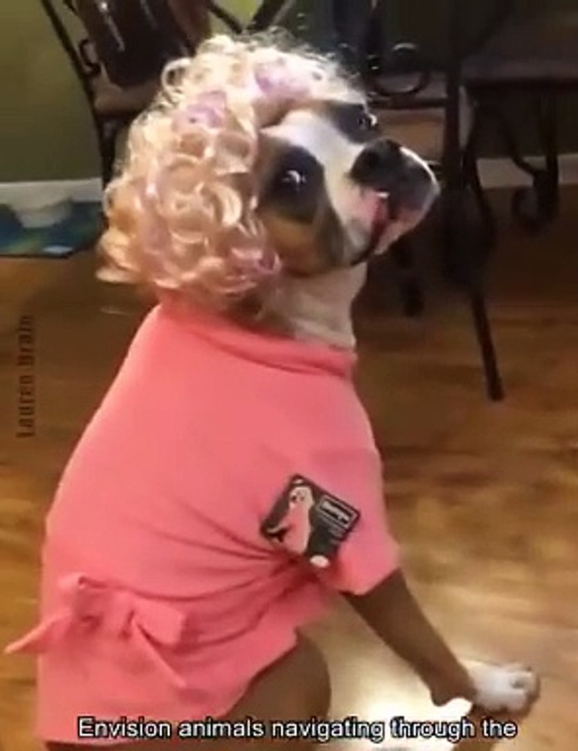 animal funny