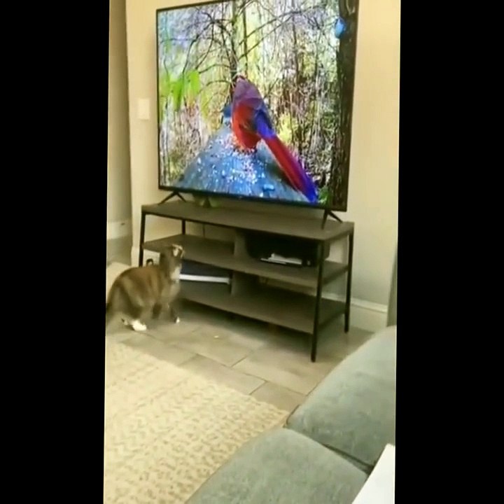 comidia des animaux